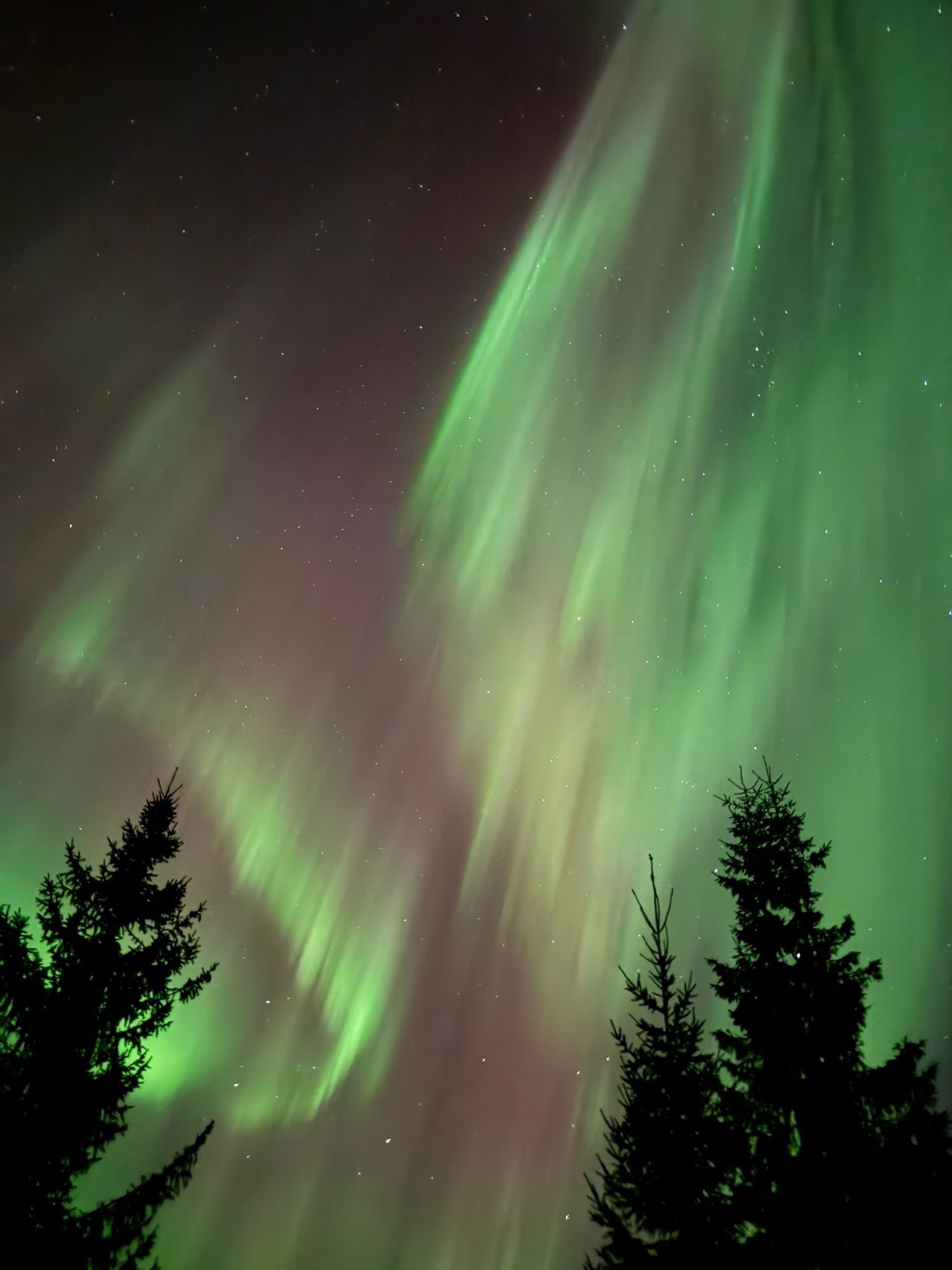 The Northern Lights over a forest.