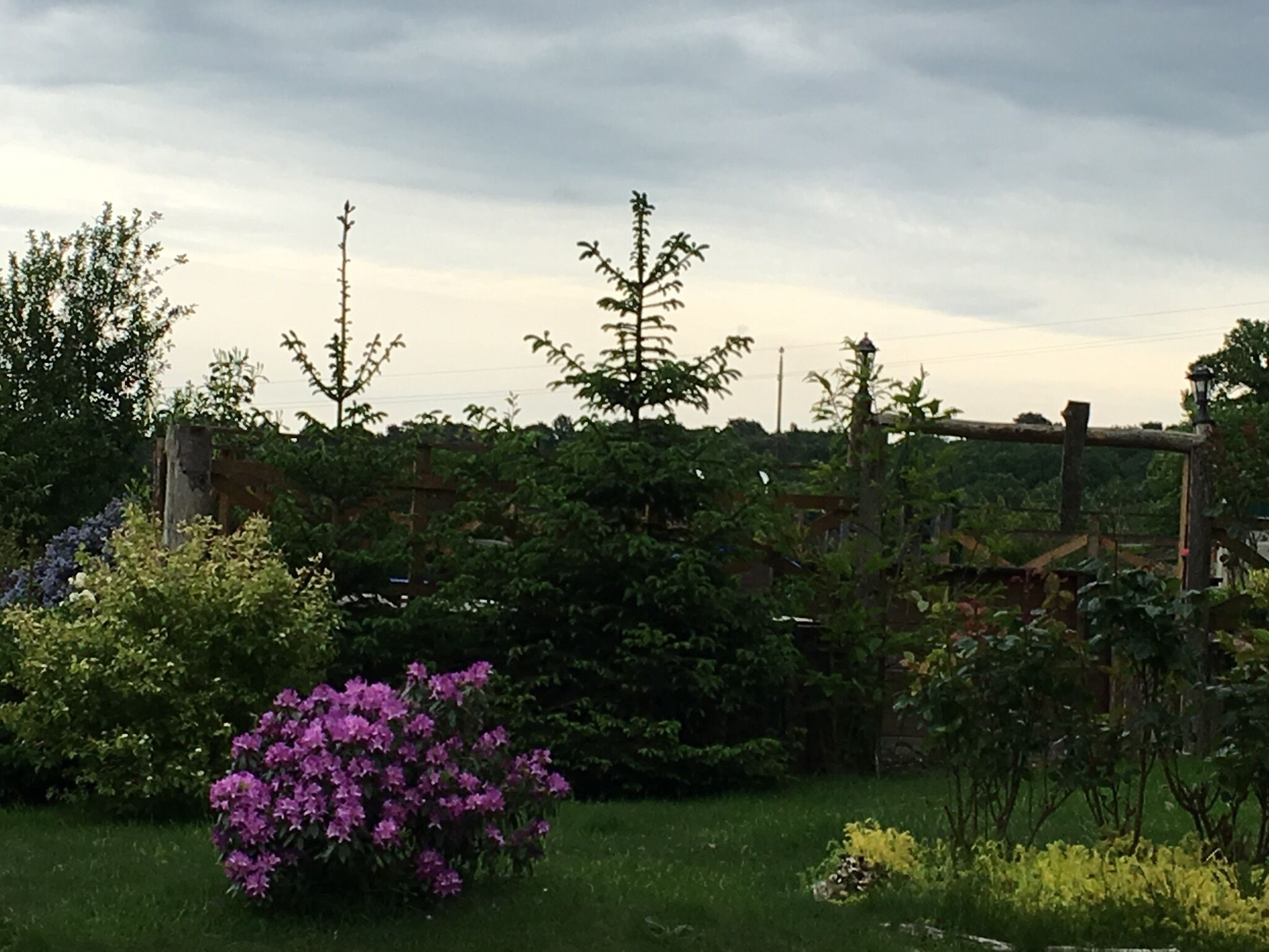 Een tuin met verschillende planten en een houten omheining.