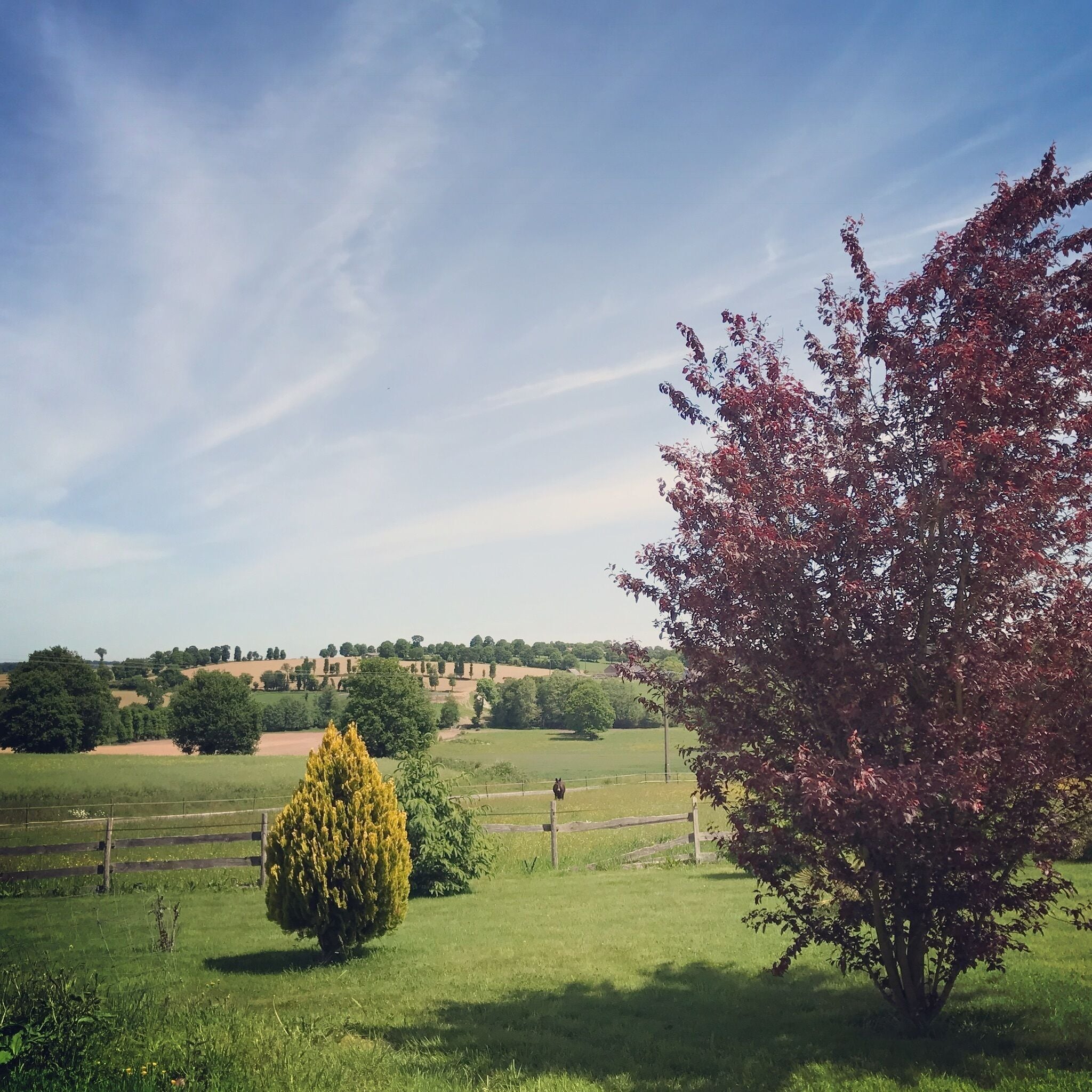 Maaseutumaisema, jossa on suuri puu, pieni pensas ja aita.