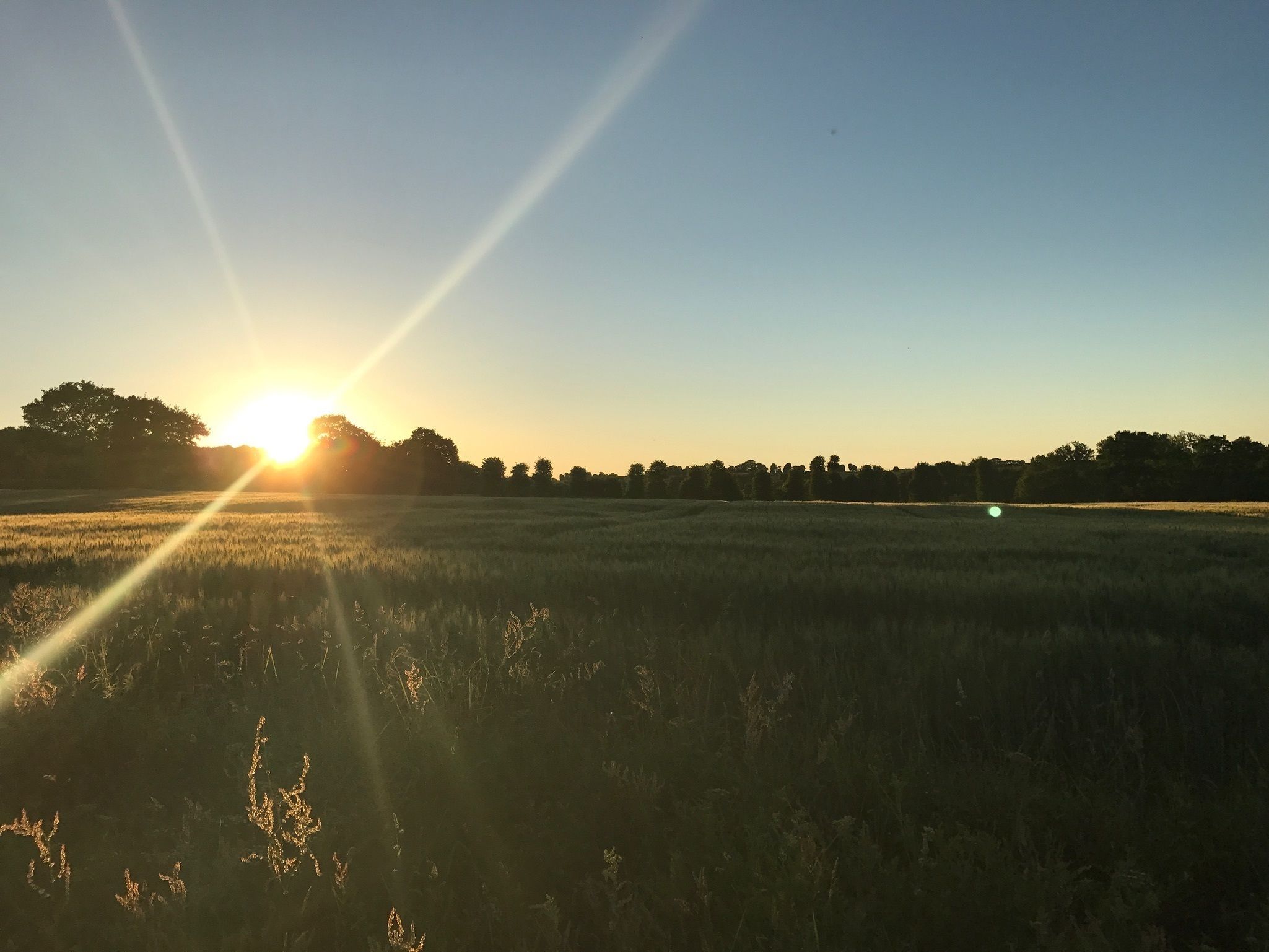A field with the sun low on the horizon, casting long shadows.