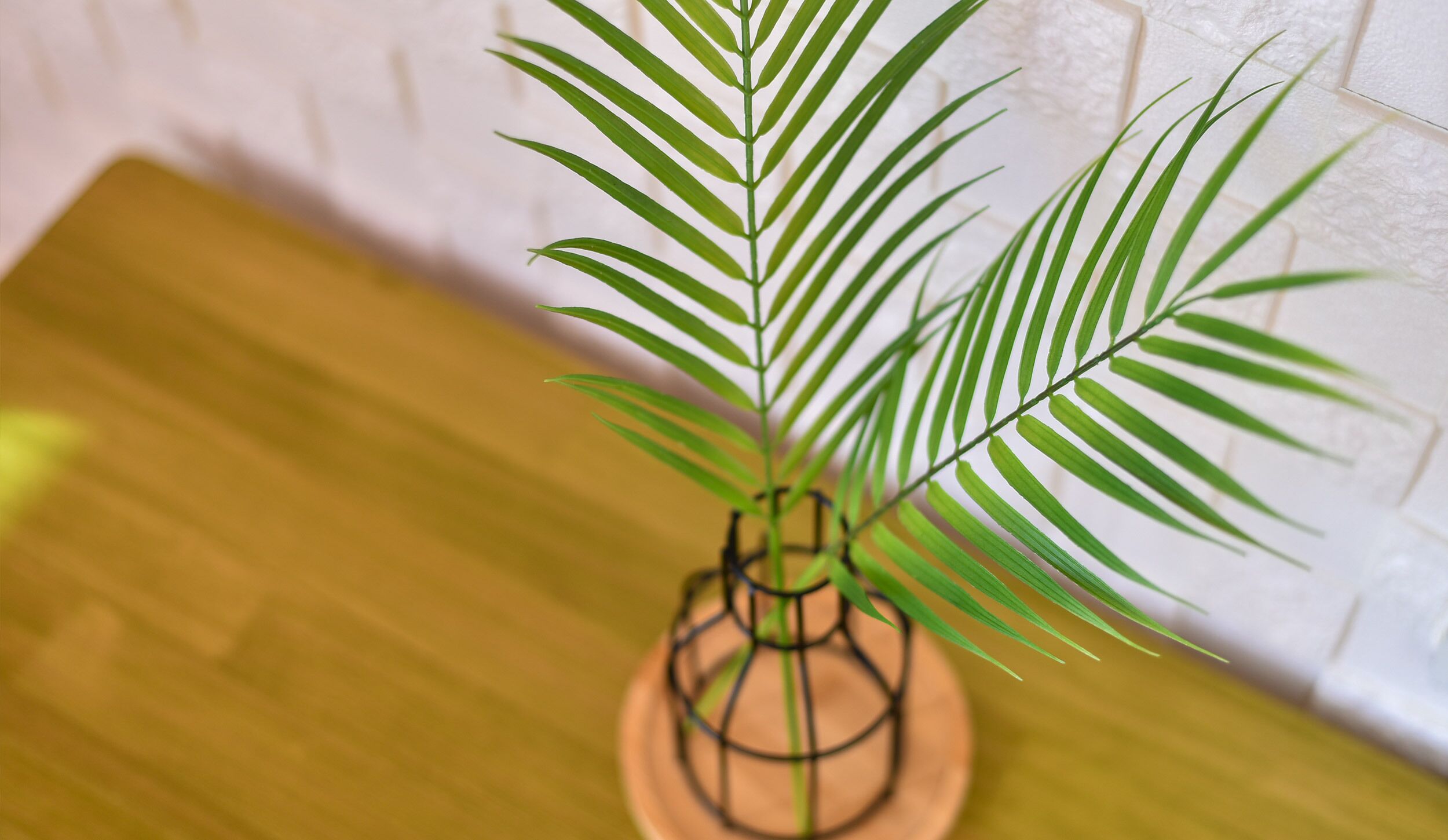A potted plant with long green leaves on a wooden surface.