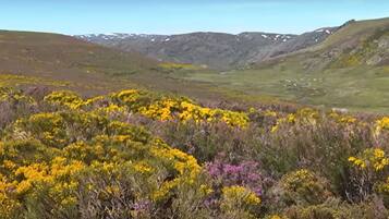 A mountainous landscape with yellow and purple flowering shrubs.