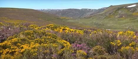 Paisaje montañoso con arbustos florecientes en tonos amarillo y púrpura.