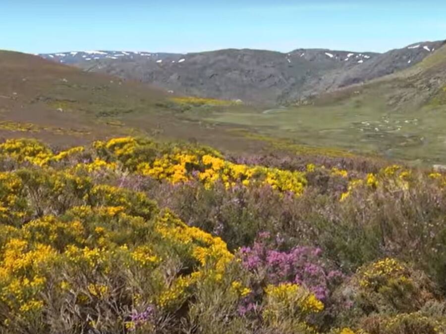 Paisaje montañoso con arbustos florecientes en tonos amarillo y púrpura.