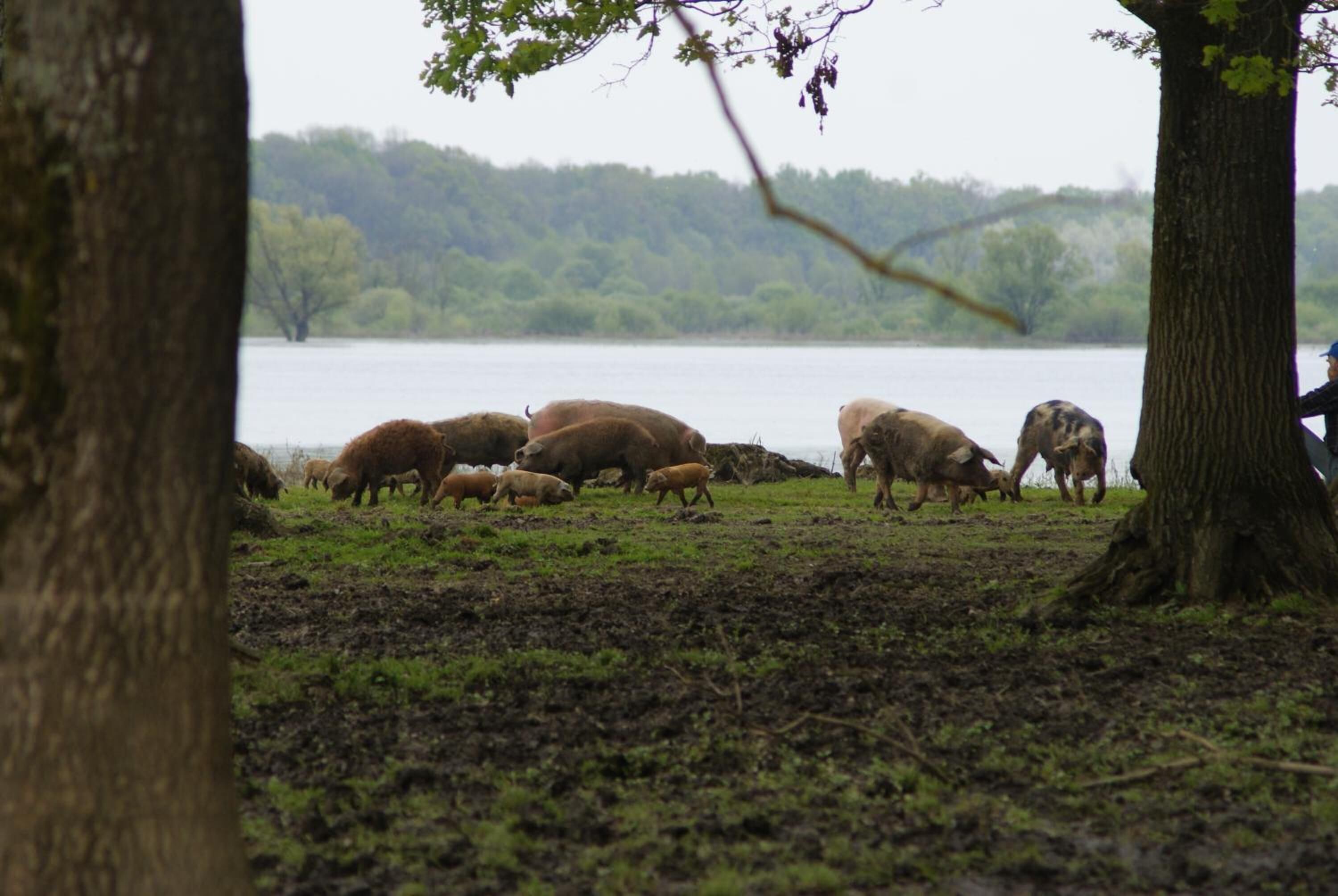 A group of sheep grazing near a body of water with trees in the foreground.