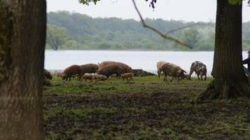 A group of sheep grazing near a body of water with trees in the foreground.