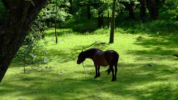 A horse in a grassy field with trees in the background.