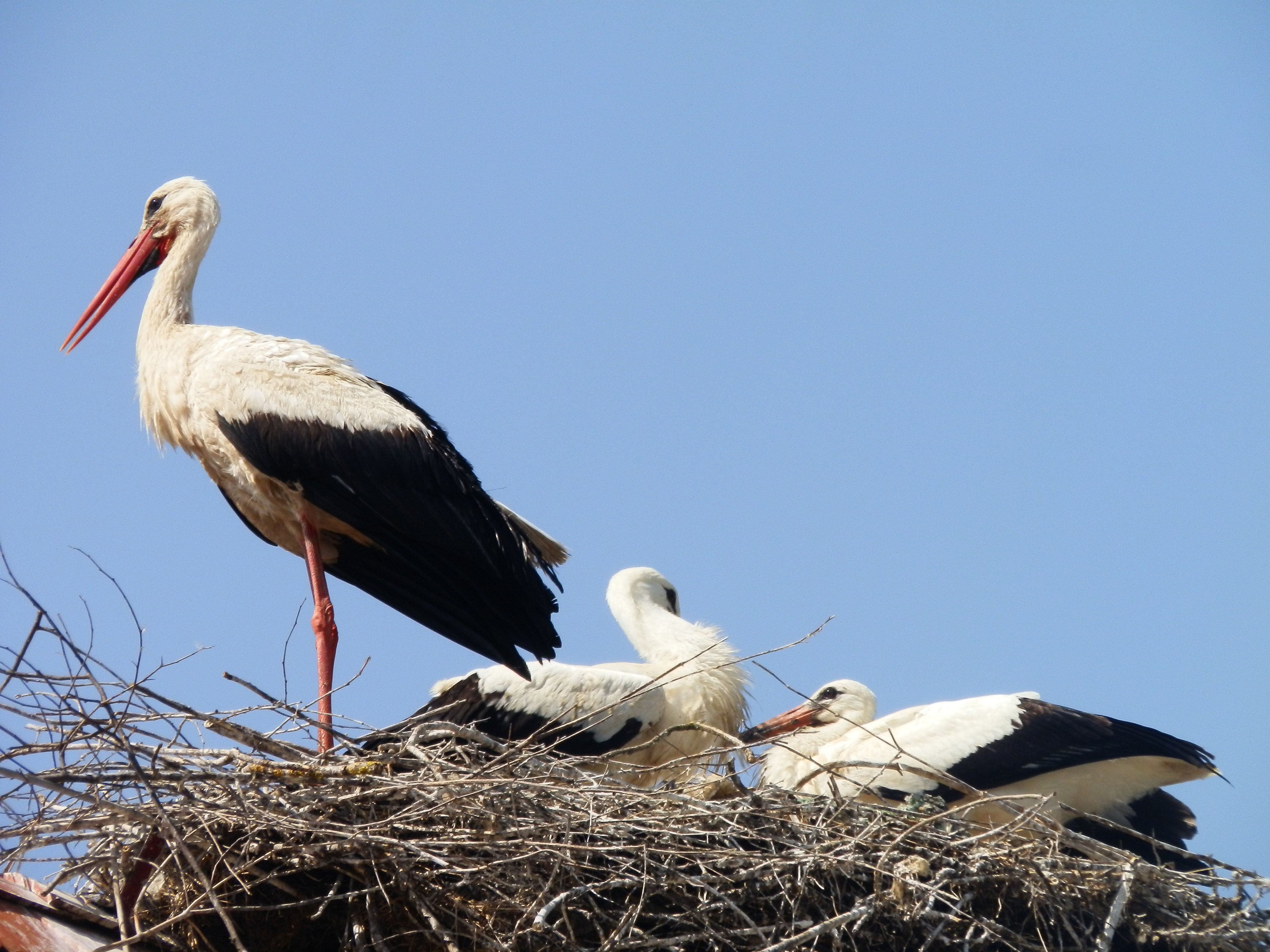 A stork standing in a nest with two chicks.