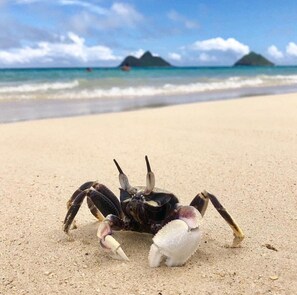 In Strandnähe, Liegestühle, Strandtücher