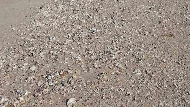 Ein Strand mit Kieselsteinen, blauem Himmel und einigen Autos, die am Sand geparkt sind.