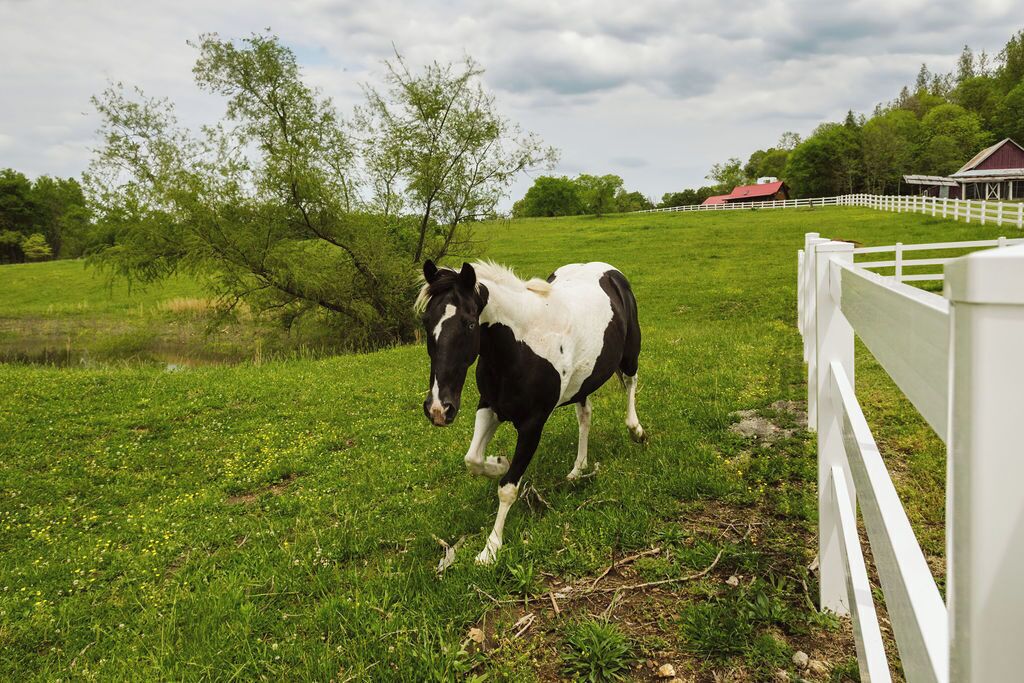 Een paard in een grasveld met een witte omheining en een rode schuur op de achtergrond.