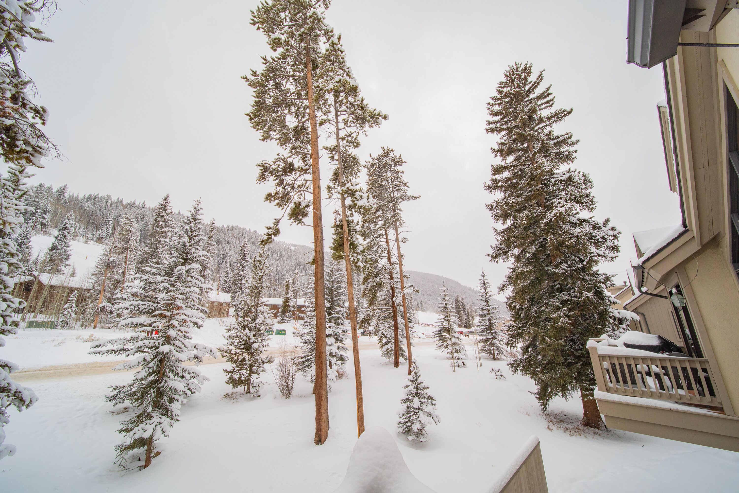 A snowy landscape with tall pine trees and a building with a balcony.