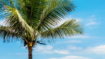 A palm tree in front of a colorful sign with the text "VIVA MACAE" on a beach with the ocean in the background.