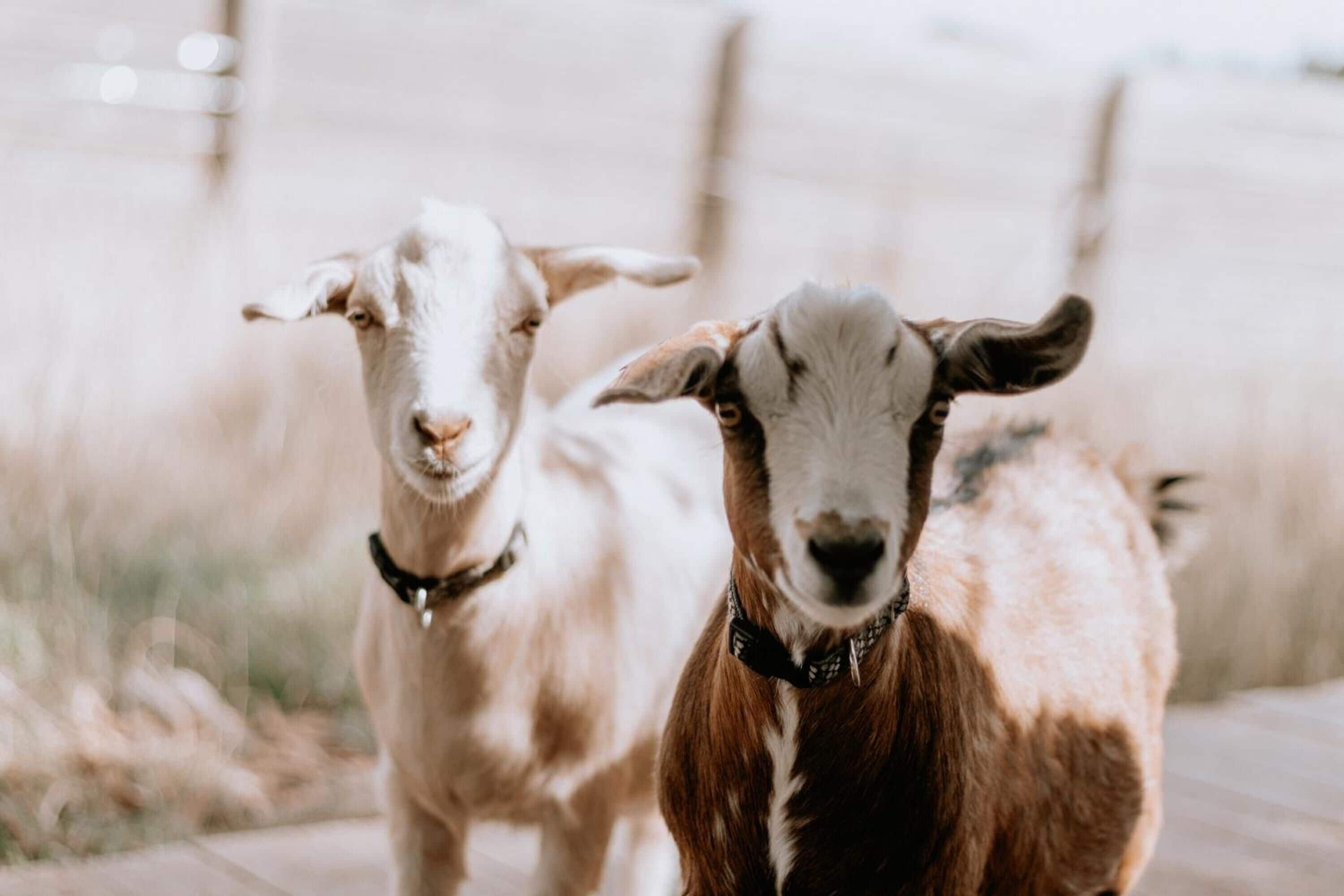 Two goats standing on a paved surface.