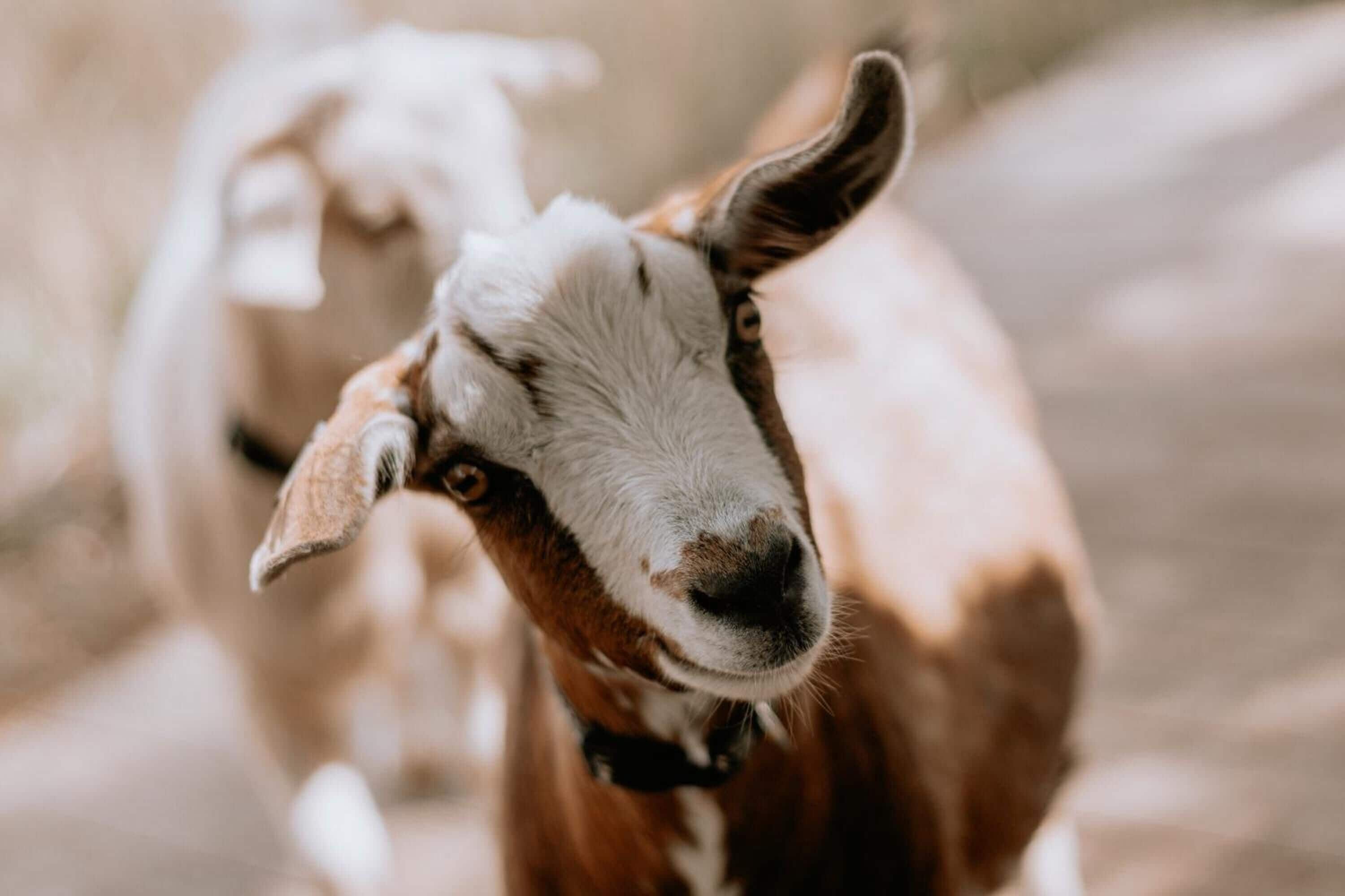 منوع