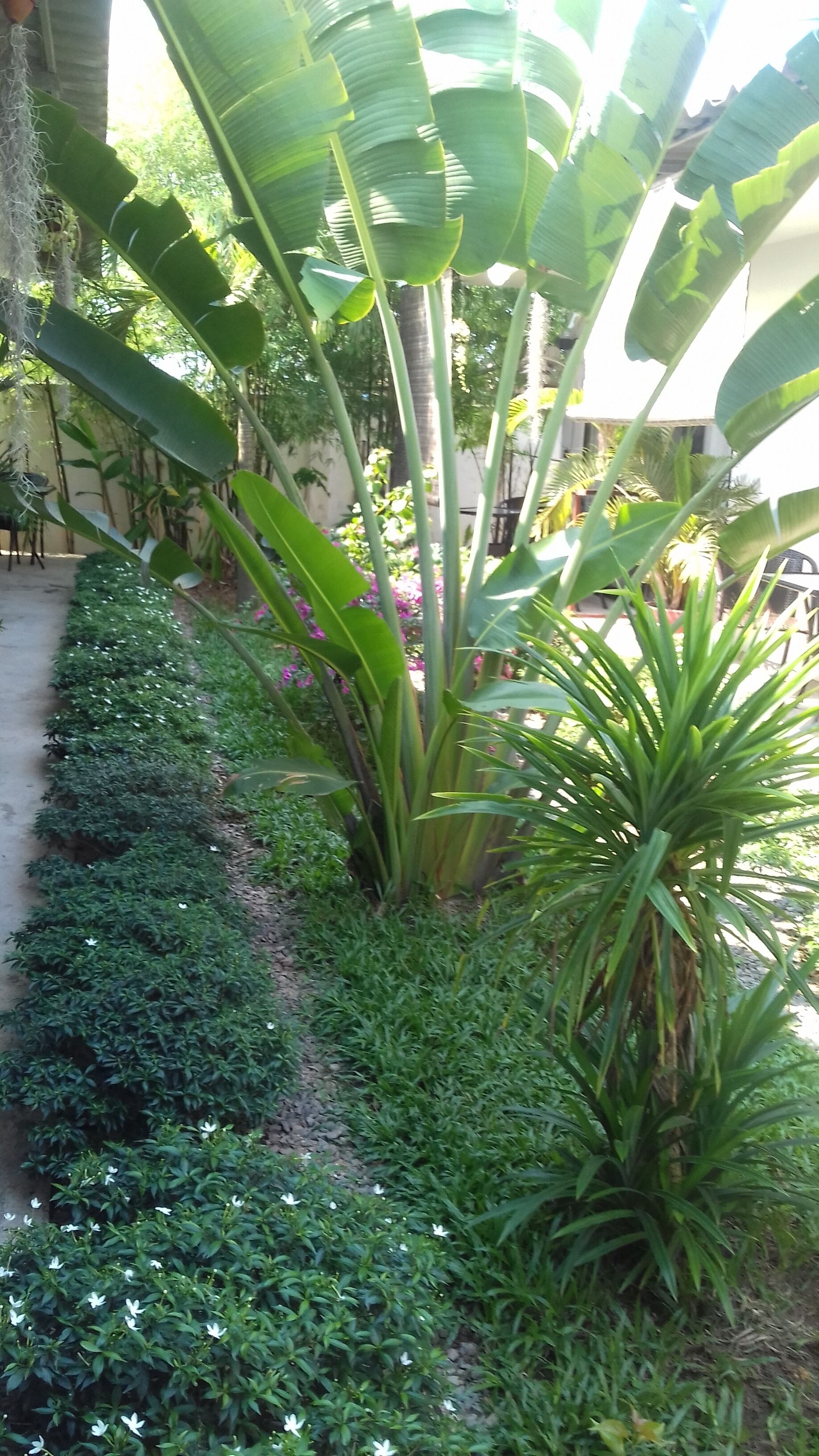 花園