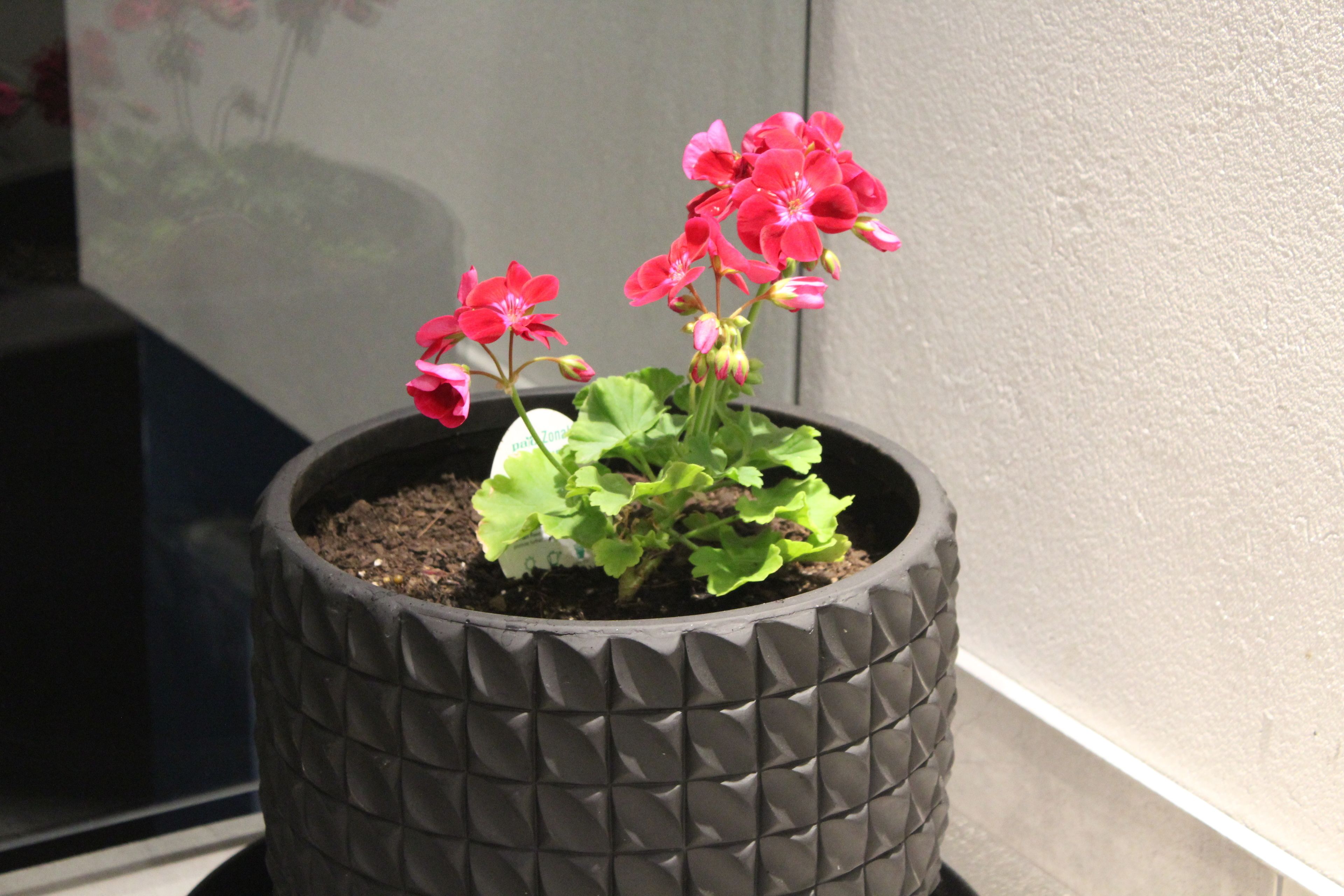 Foto - Bealey Plaza Motel