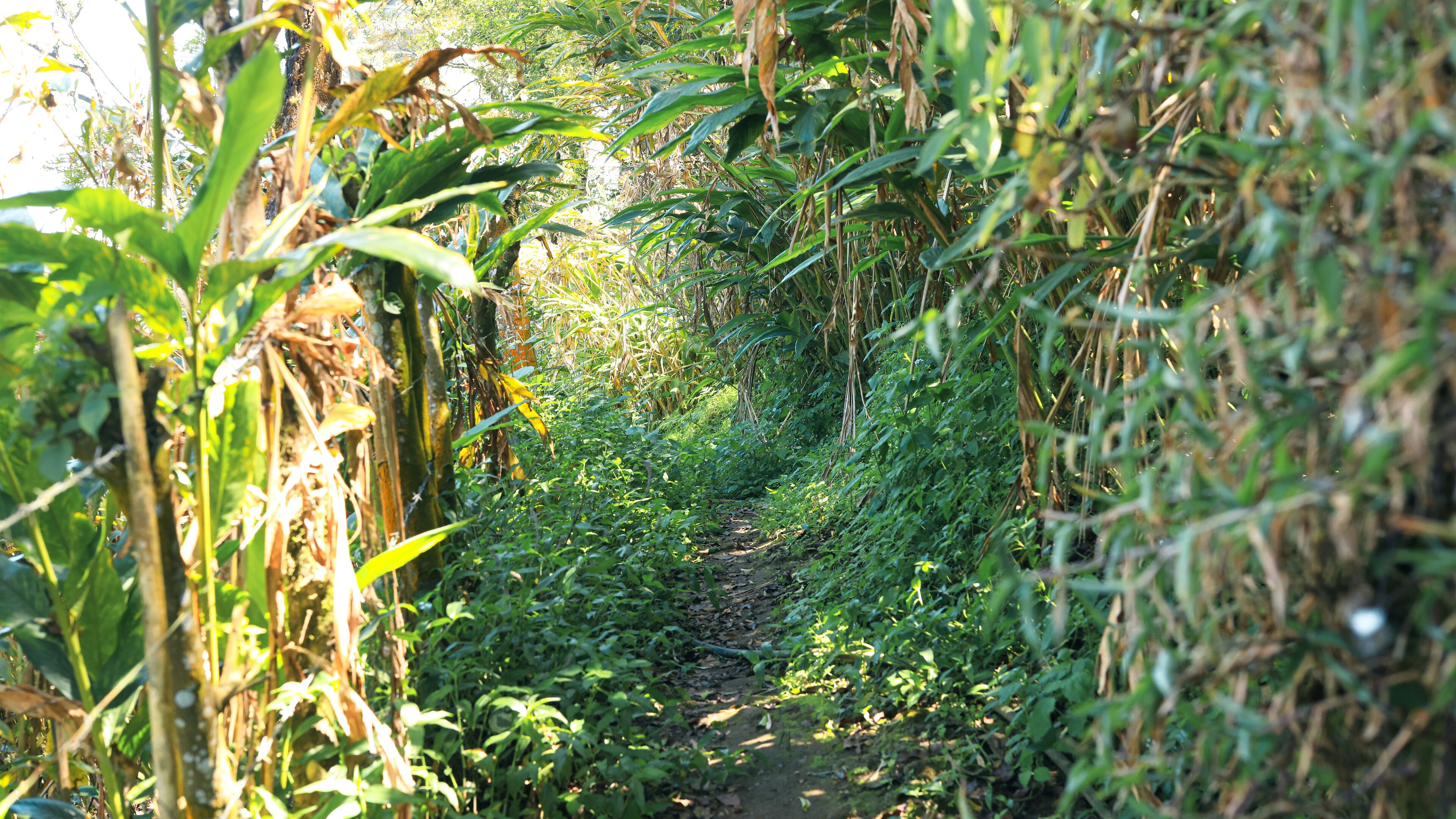 Un sendero estrecho y cubierto de maleza, rodeado de vegetación densa.