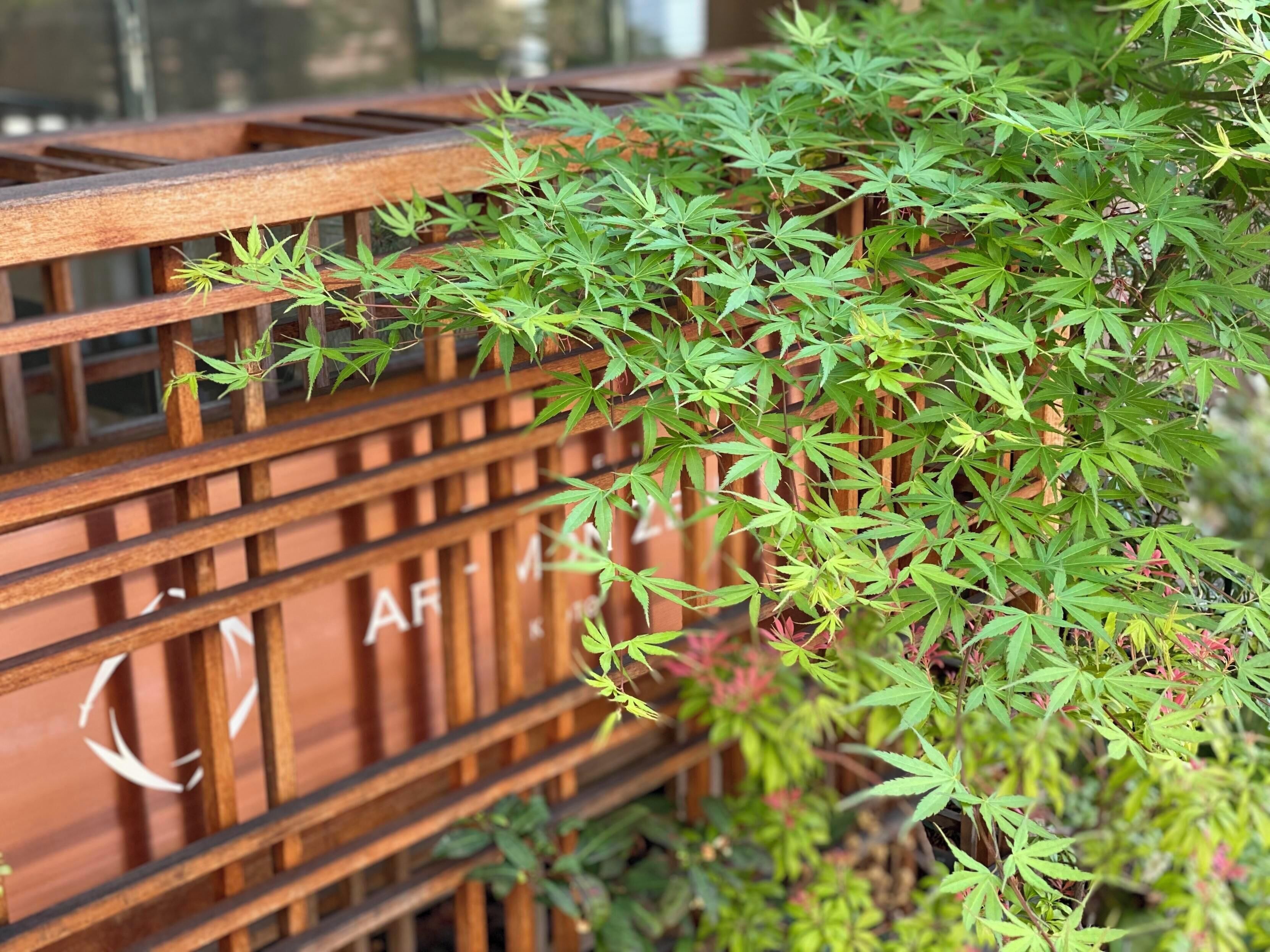 A wooden fence with green foliage growing through it.