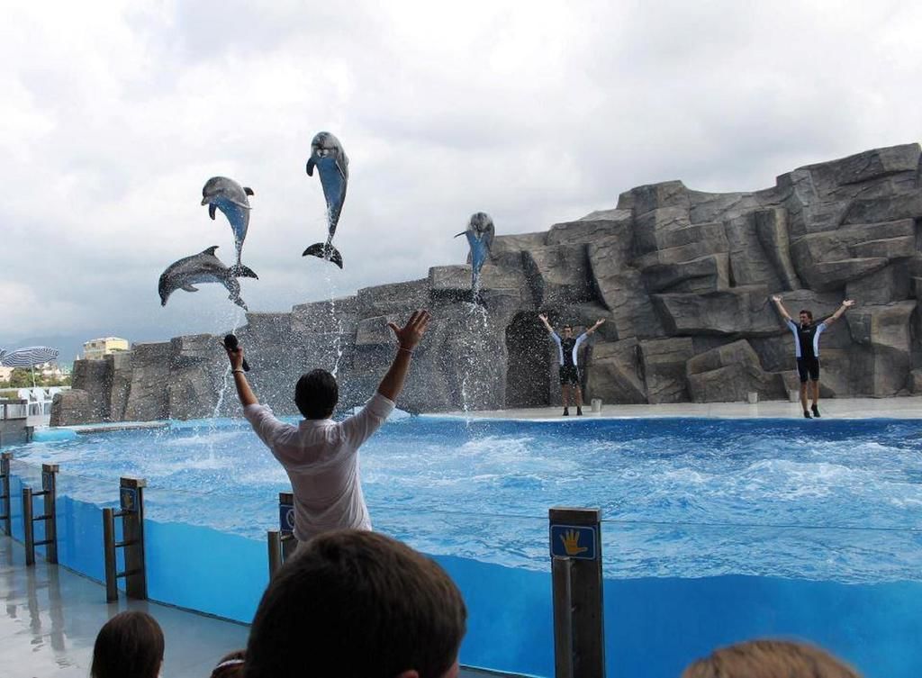 Espectáculo de delfines con artistas en el agua y sobre las rocas.