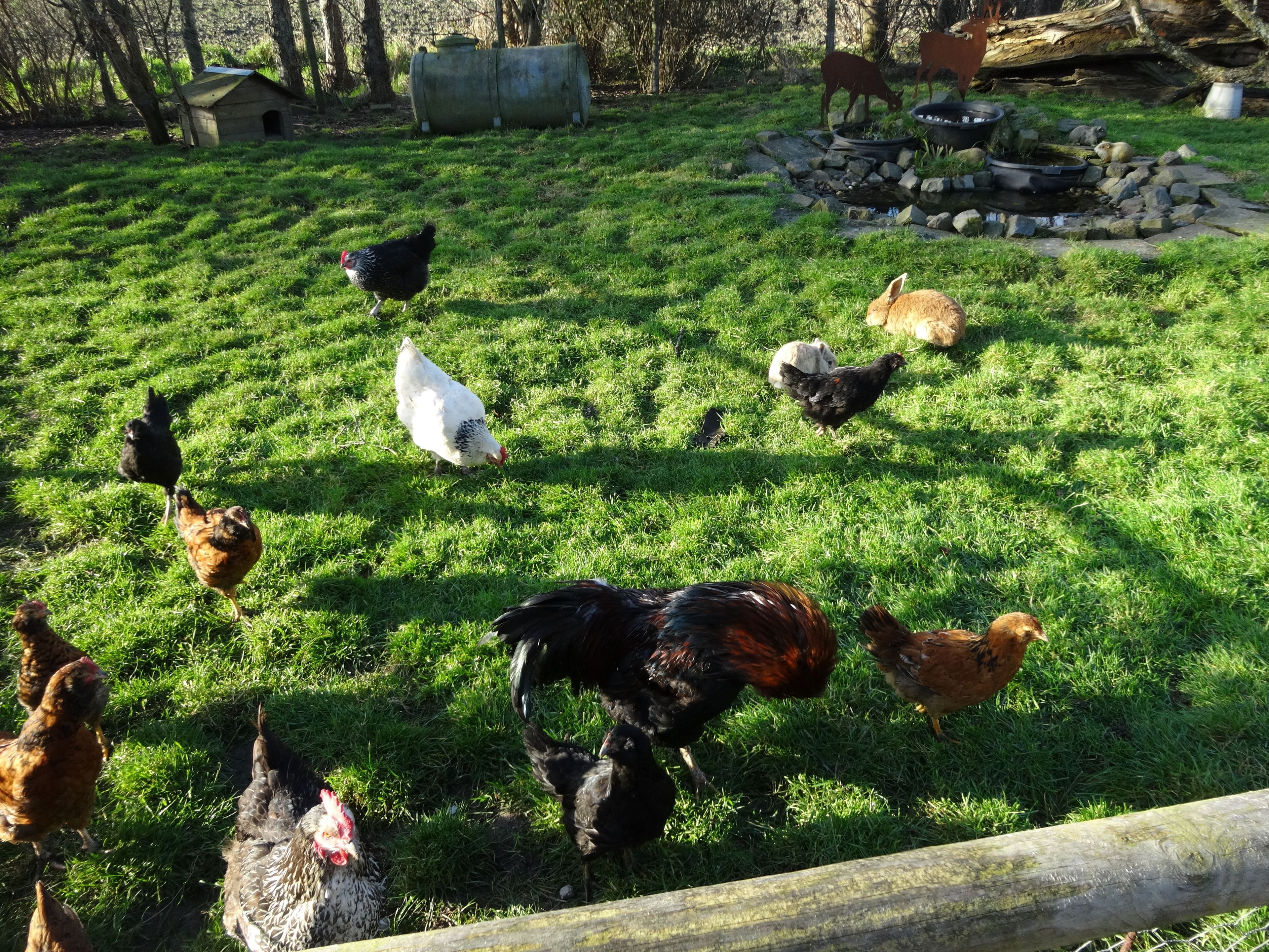 Un espace extérieur verdoyant avec des poules et un petit étang.