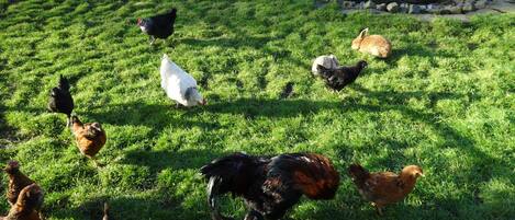 Un espace extérieur verdoyant avec des poules et un petit étang.
