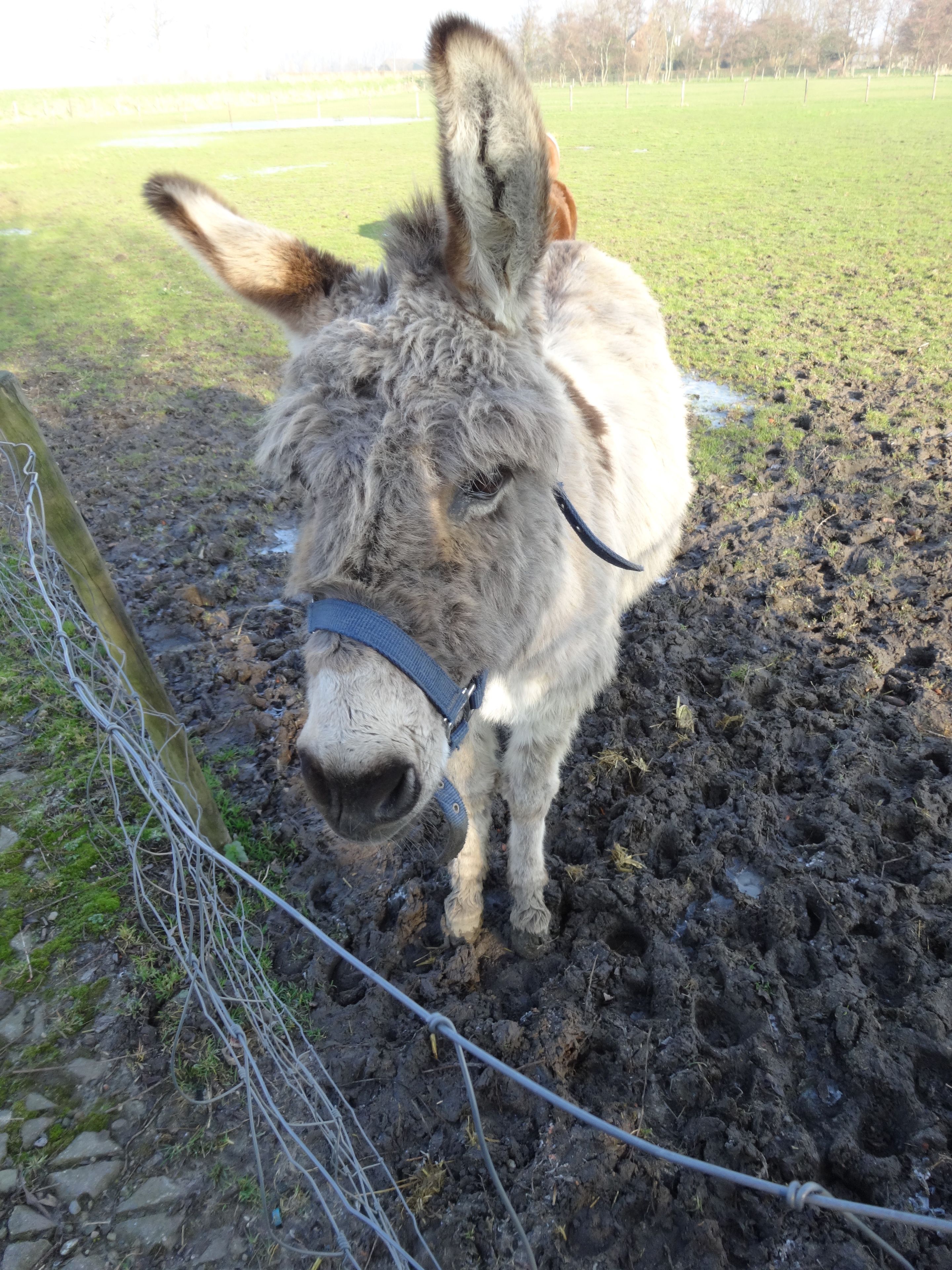 A donkey standing in a muddy field with a blue halter, surrounded by a wire fence.