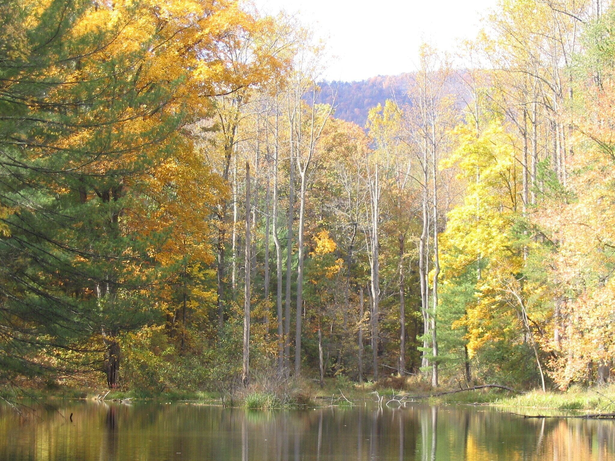 standard cottage, private bathroom, lake view (3 magnolia cottage #3) | view from property