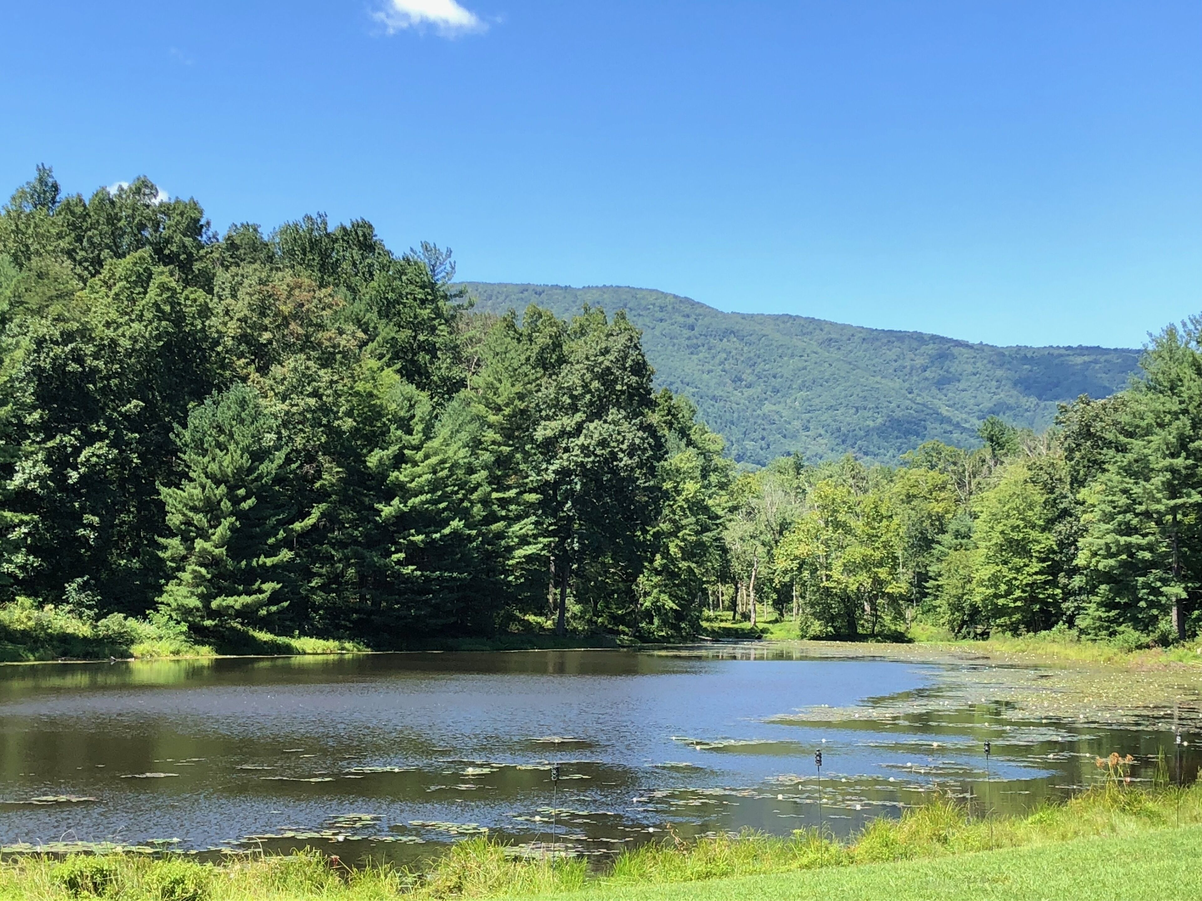 A serene lake surrounded by dense forest and a mountain in the background.