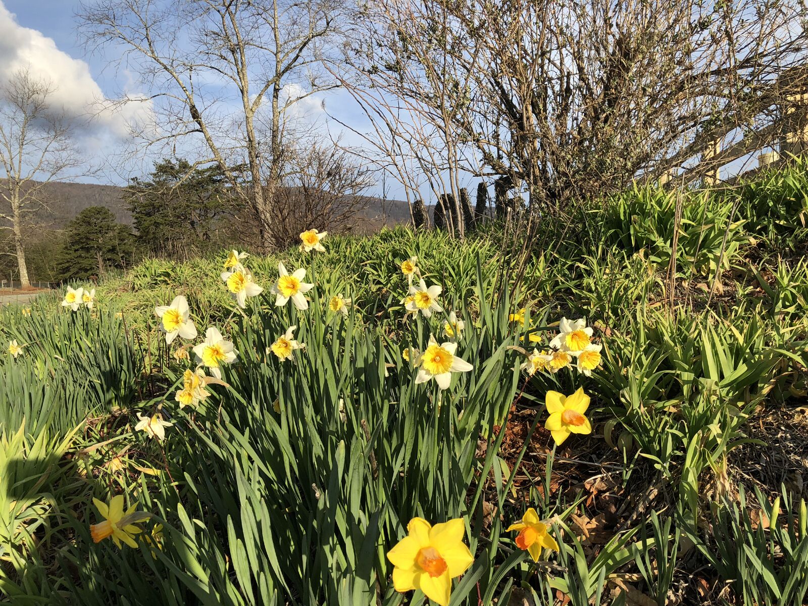 A field of daffodils in full bloom.