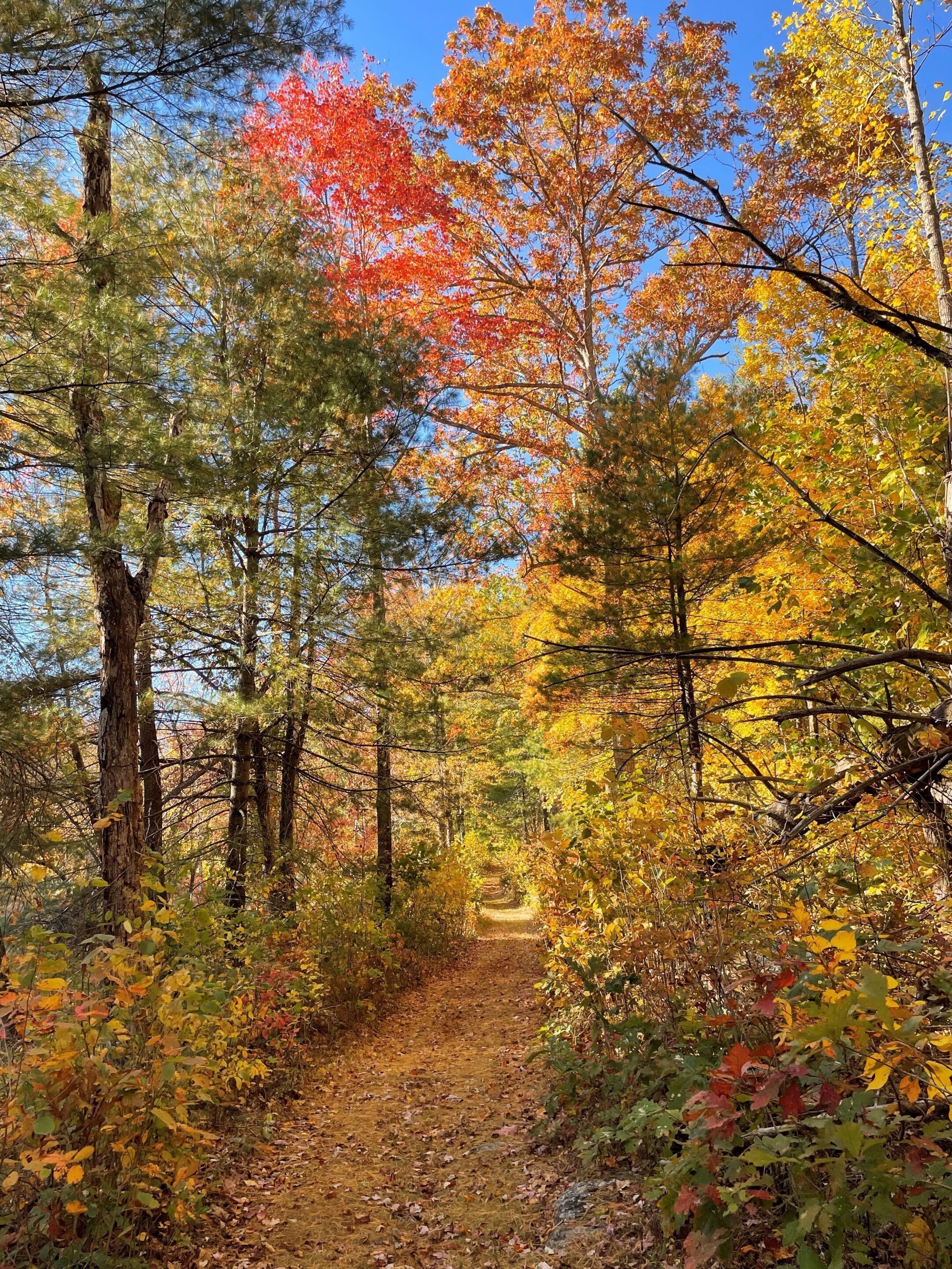 standard cottage, private bathroom, lake view (8 sassafras cottage #8) | property grounds