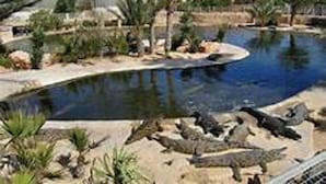 A swimming pool with surrounding landscaping, including palm trees and rocks.
