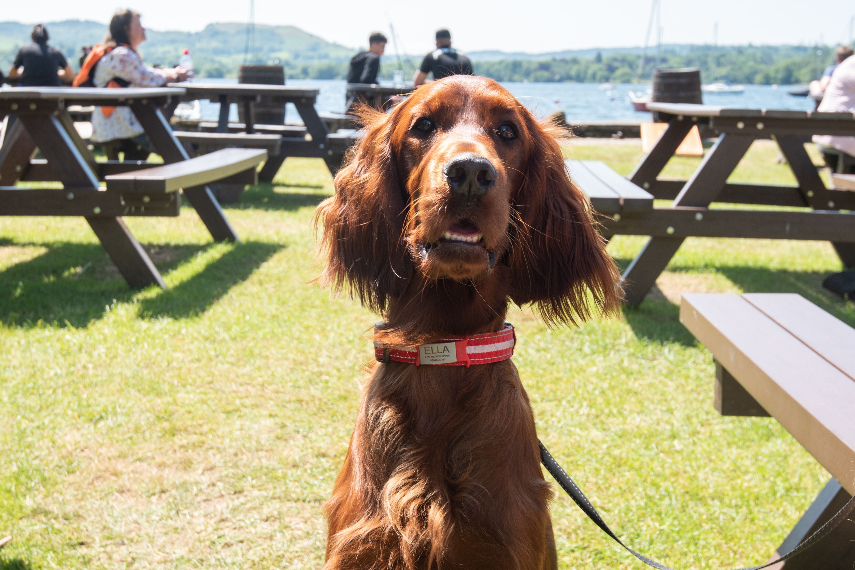 A dog with a red collar sitting on grass with picnic tables in the background.
