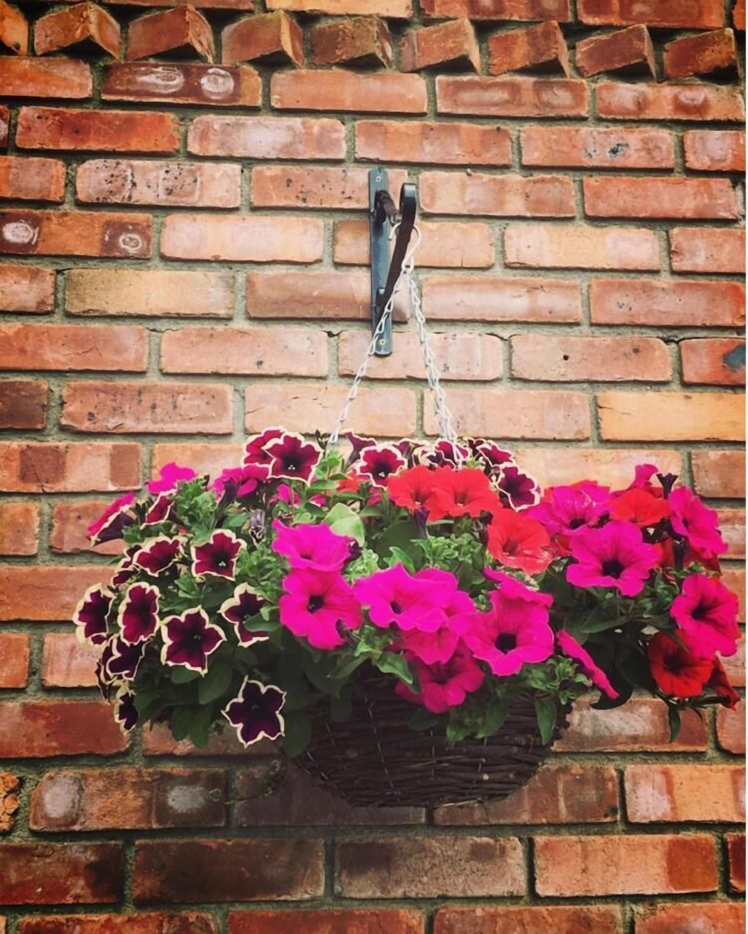 Una cesta colgante con flores rosas y púrpuras frente a un muro de ladrillo.