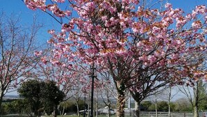 A tree with pink blossoms in a landscaped area with a paved road and a picnic table in the background. - Tara View Apartments (Rathfeigh)