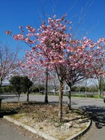 Un árbol con flores rosadas en una zona ajardinada, con un camino pavimentado y una mesa de picnic al fondo.