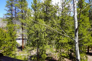 A dense forest with tall trees and a clear sky. - Seasons 1851 (Keystone)