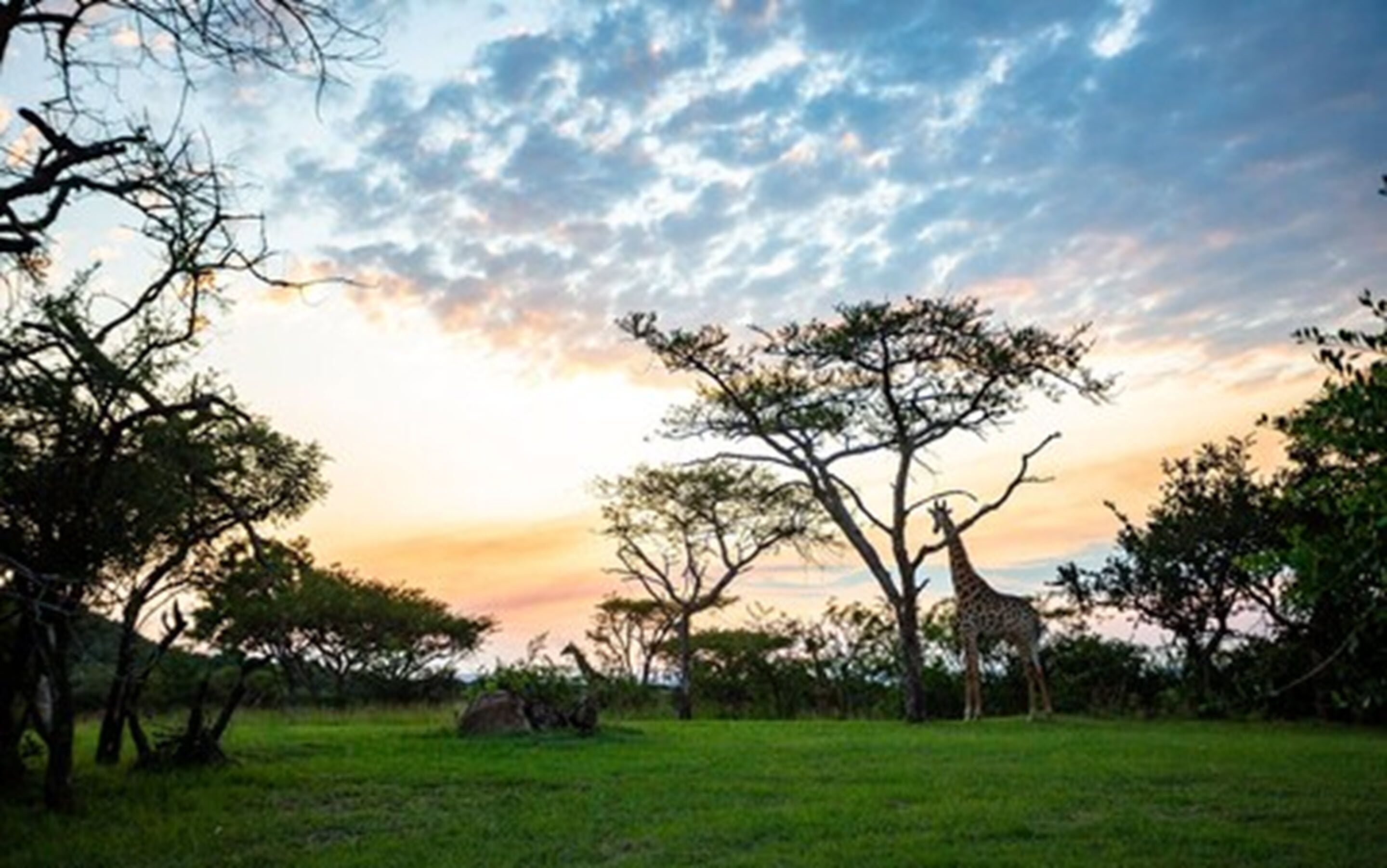 A grassy field with trees and a giraffe.