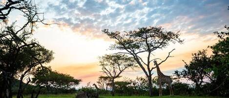 A grassy field with trees and a giraffe.