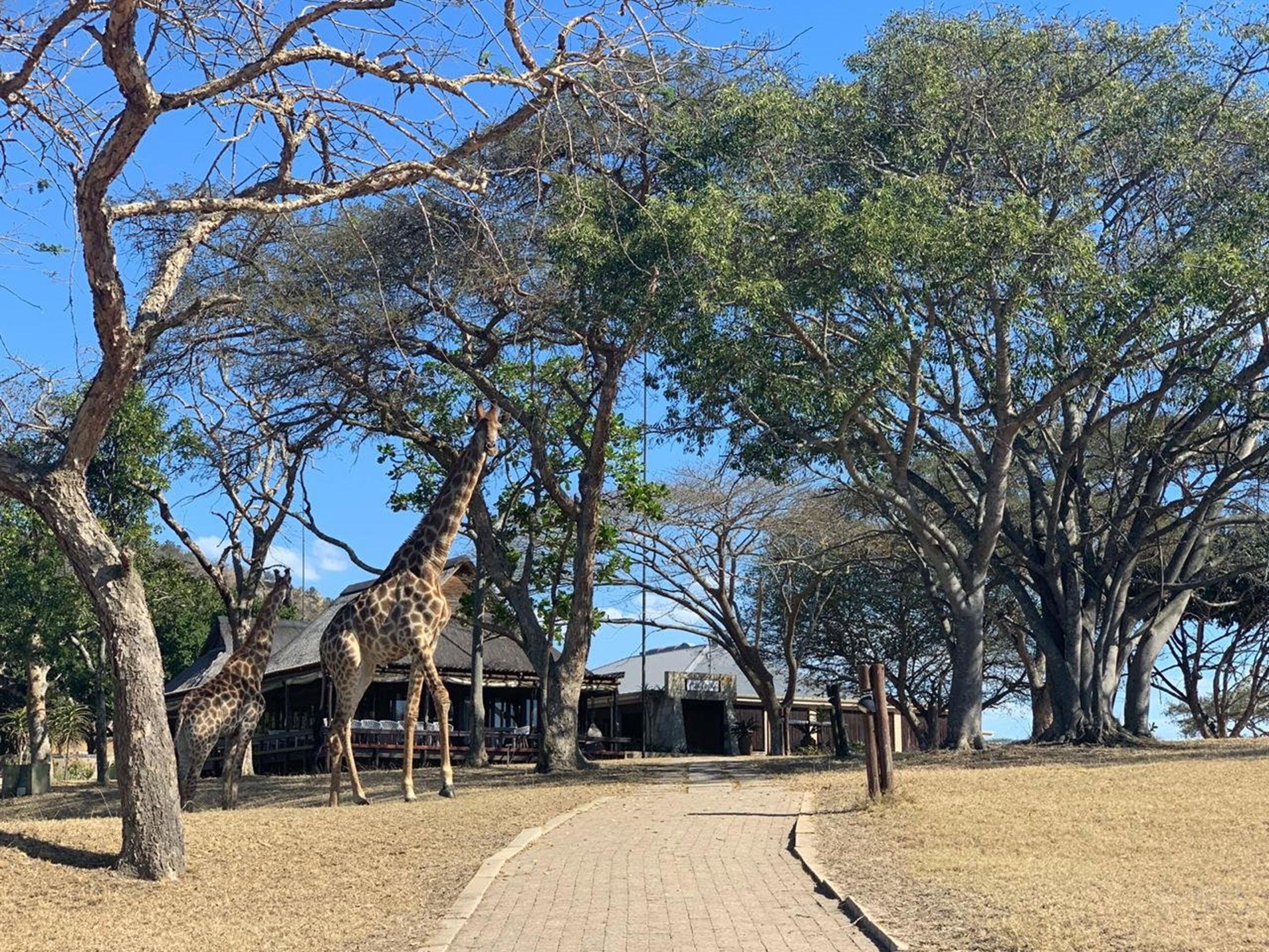 A giraffe in a naturalistic enclosure with trees and a paved walkway.