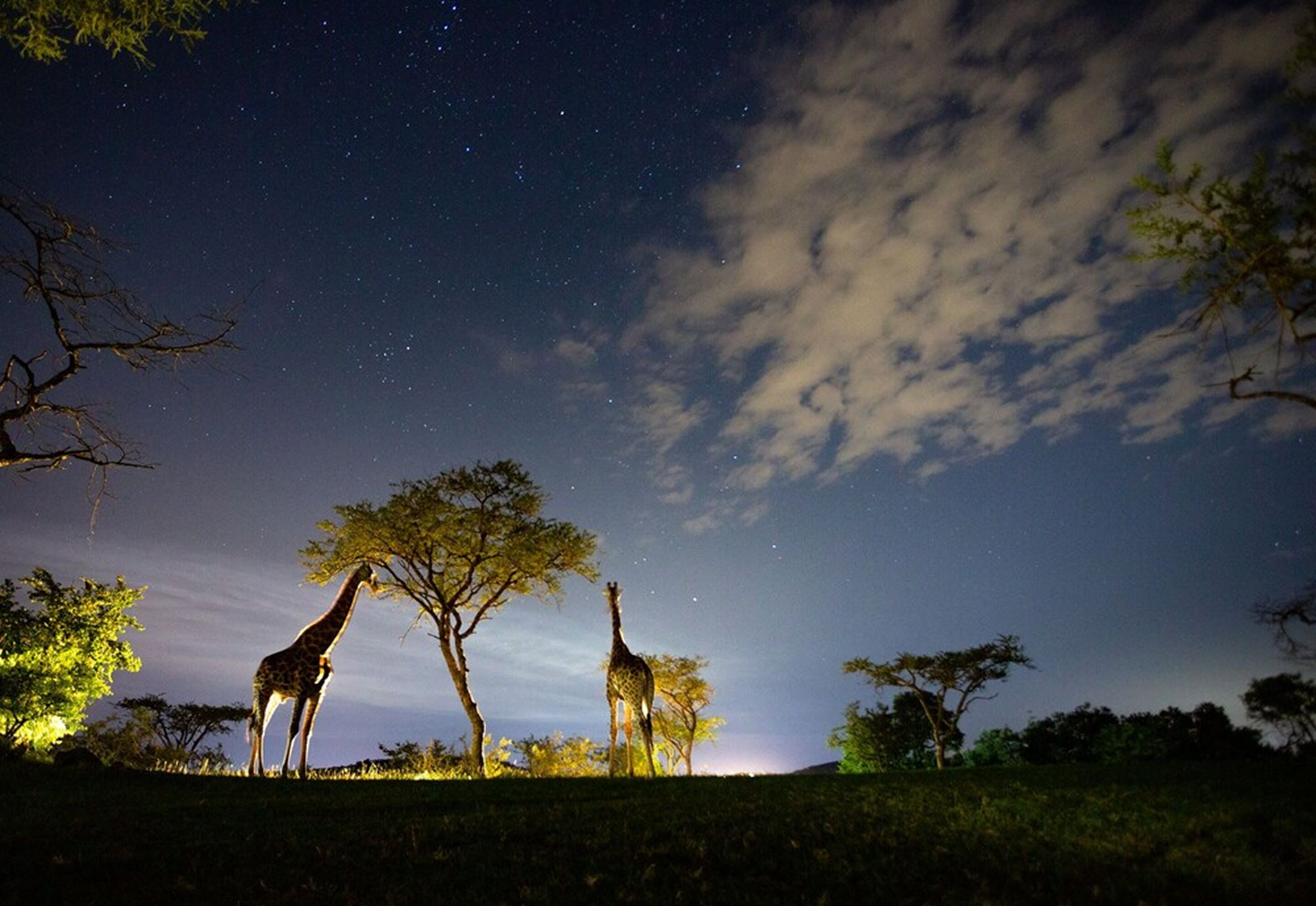 A night scene with giraffes under a starry sky, surrounded by trees.