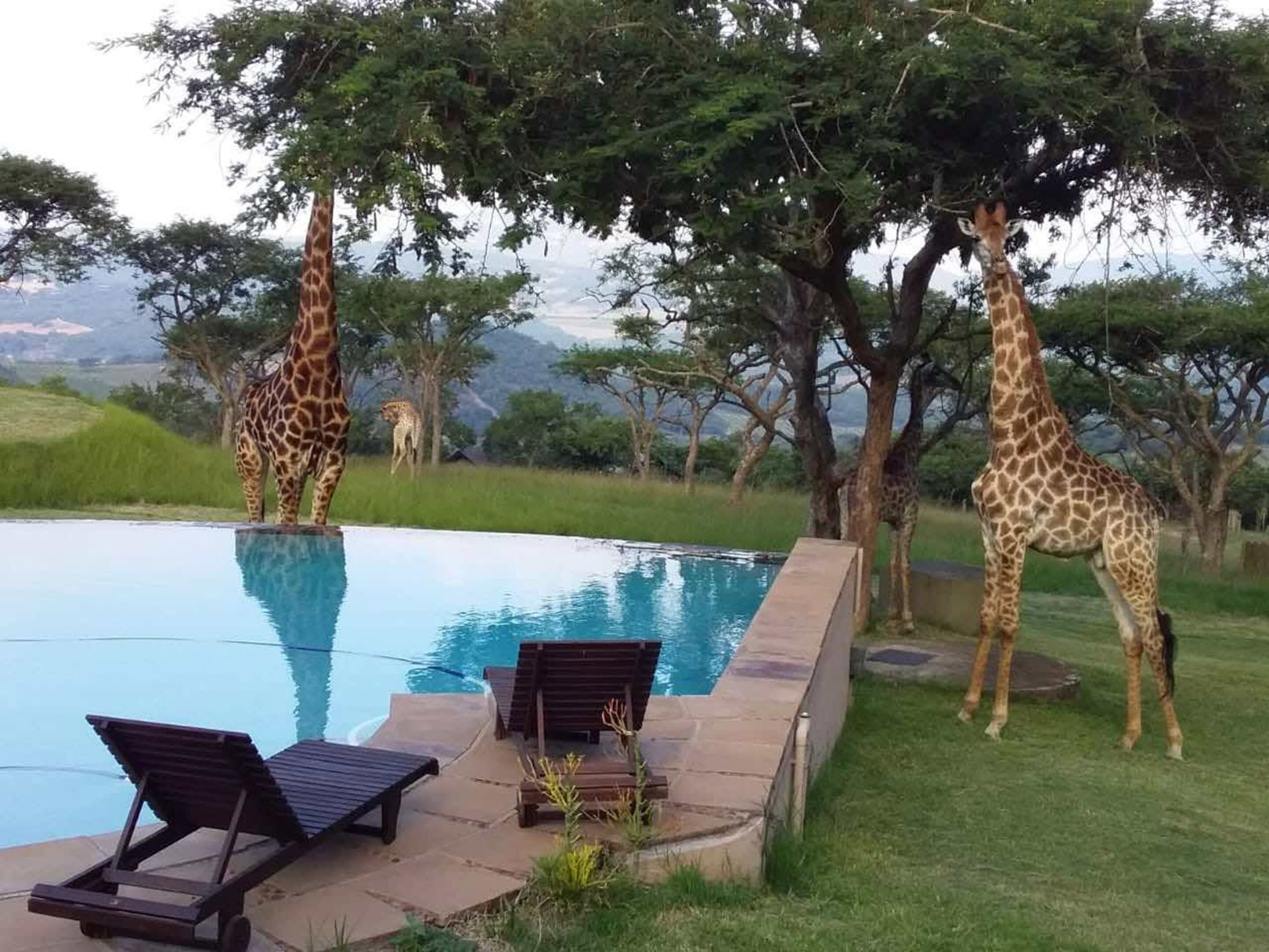 A pool area with lounge chairs and giraffes in the background.