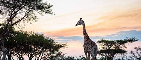 A giraffe standing in a grassy field with trees and a sunset in the background.