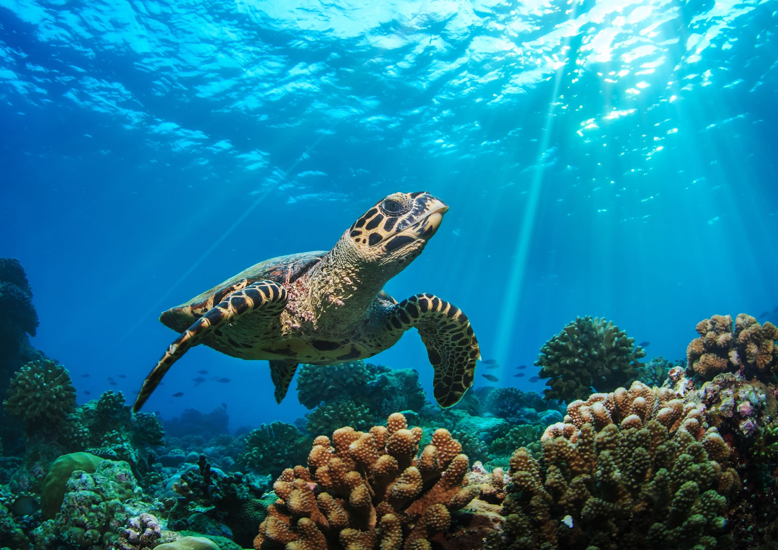 Foto - Baglioni Resort Maldives - Luxury All Inclusive