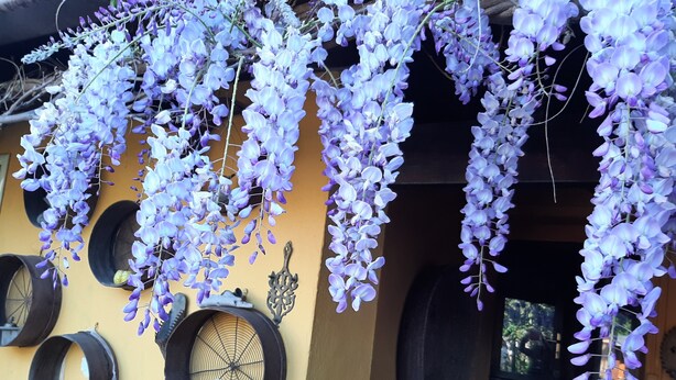 A building with purple wisteria hanging from the roof and several round, black, circular objects attached to the wall. - Casa di Campagna Dal Pozzo (Sorso)