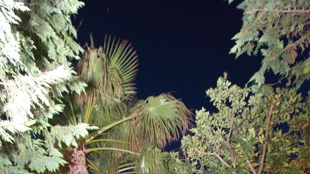 Um caminho iluminado à noite em um jardim, com palmeiras e um edifício ao fundo.
