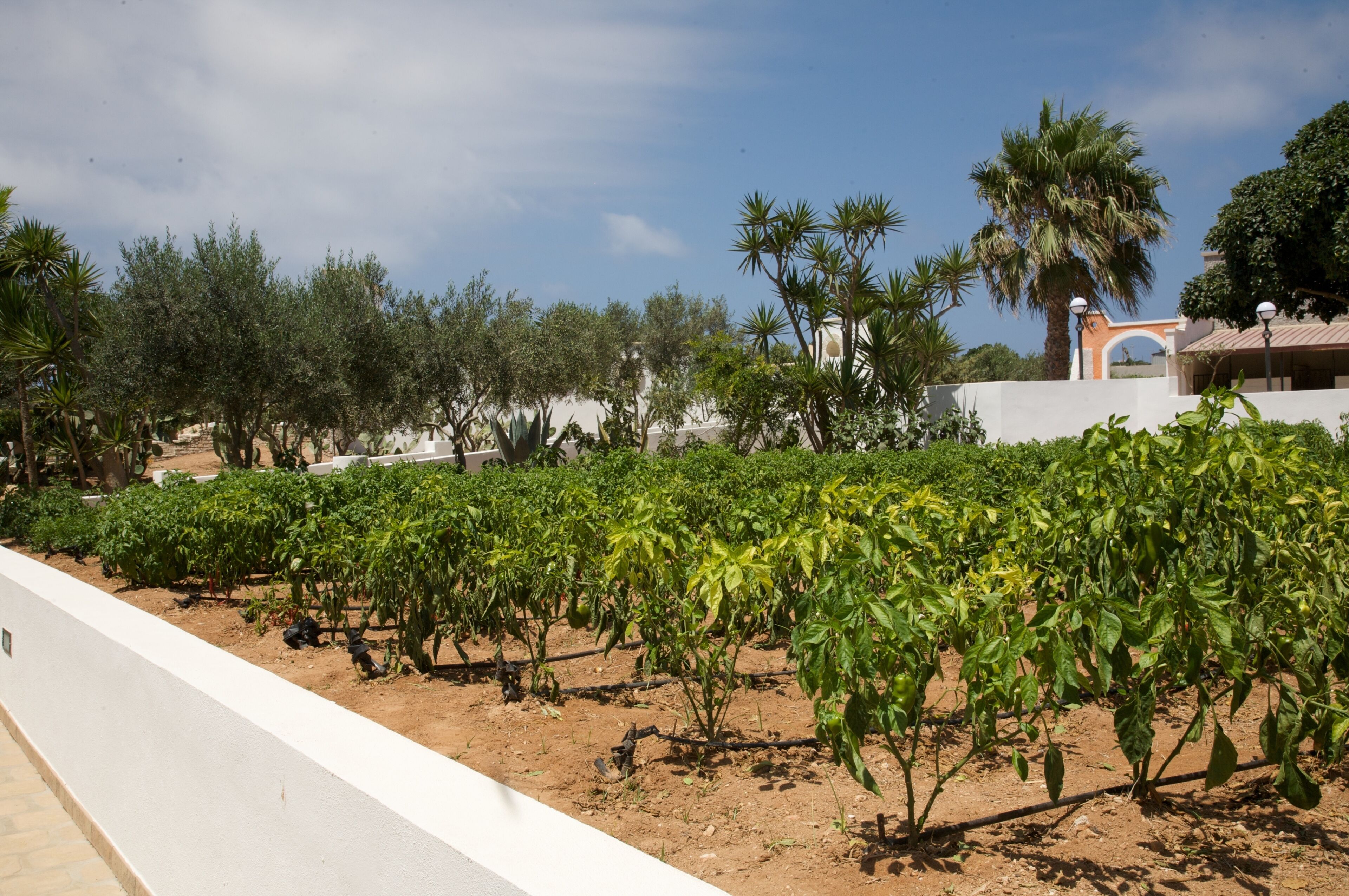 A vineyard with rows of grapevines, a white wall, and a building with an archway in the background.