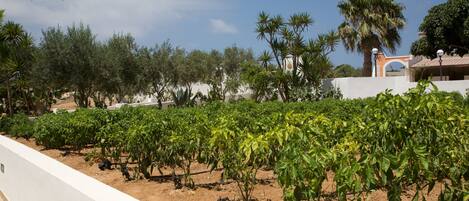 A vineyard with rows of grapevines, a white wall, and a building with an archway in the background.