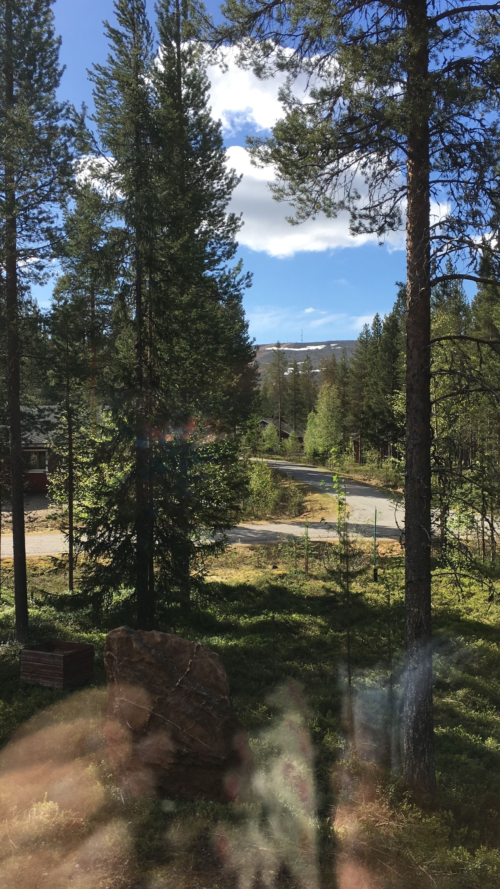 A forested area with a road and a building in the distance.