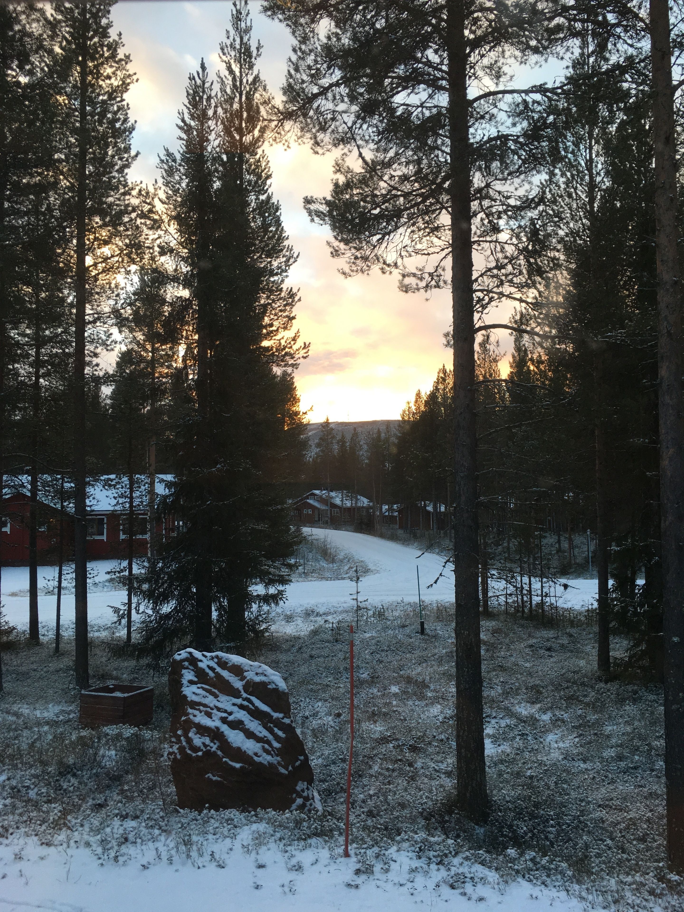 A snowy landscape with tall trees and a distant building.